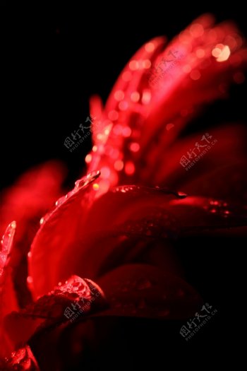 红色花朵花瓣图片