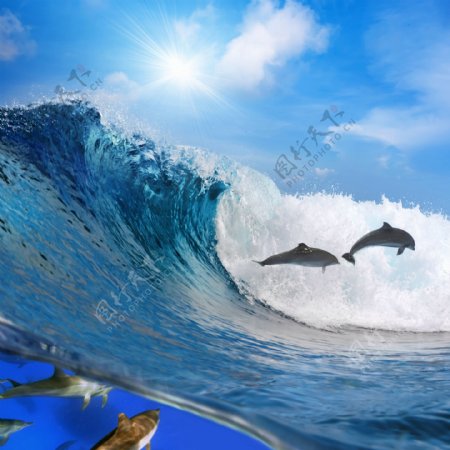 巨浪与海豚图片