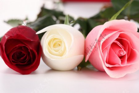 三种颜色的玫瑰花图片