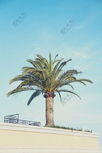 一个棕榈树在阳光灿烂的日子