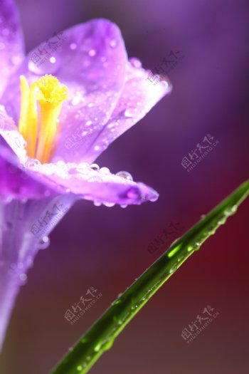 植物茎与紫色花朵图片