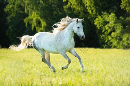 草原奔跑的白马图片