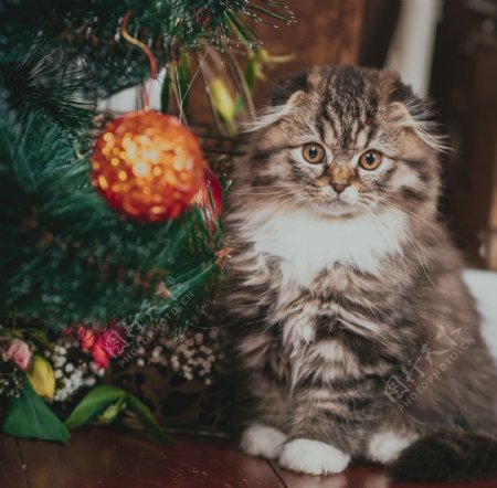 圣诞球小猫图片