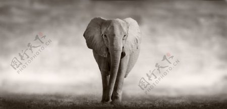 大象黑白艺术照图片
