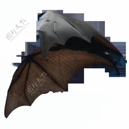 高清实物蝙蝠静态素材