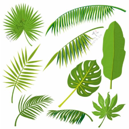热带植物叶矢量素材集