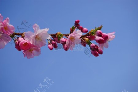 日本樱花树