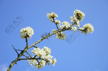 黑刺李花