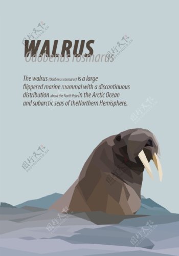 walrus简介海报