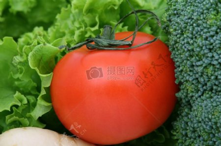 健康的樱桃番茄生菜和蔬菜