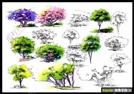 手绘彩色立面树分层素材图