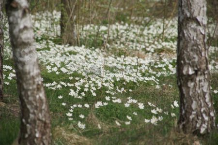 树林里的白花