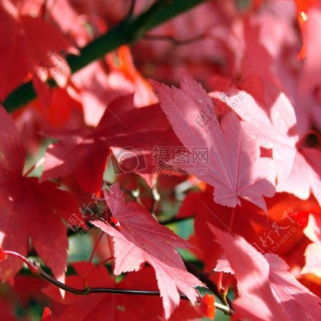 红颜色的枫叶