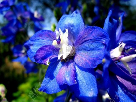 蓝颜色的花朵