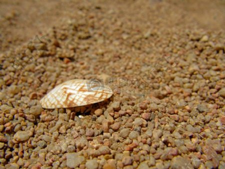 地面上的贝壳