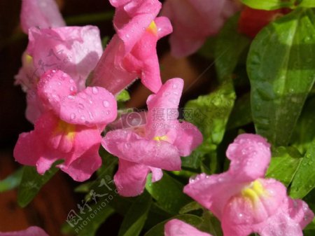 沾着露水的粉色花朵
