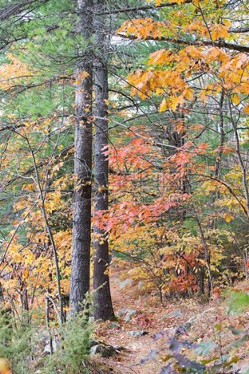 秋色渲染的山林
