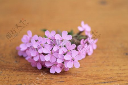 桌面上的紫花