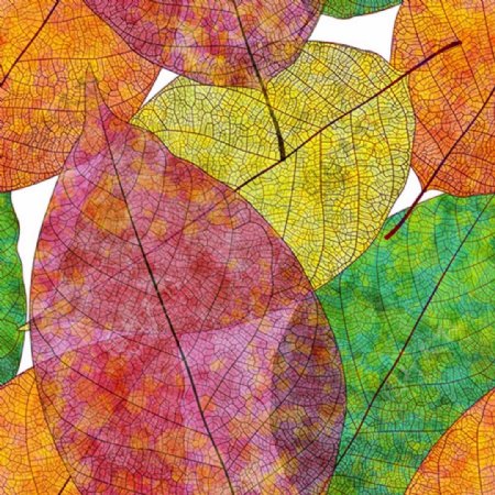 彩色漂亮秋季叶子矢量图