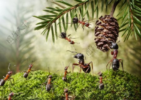 蚂蚁与松果图片
