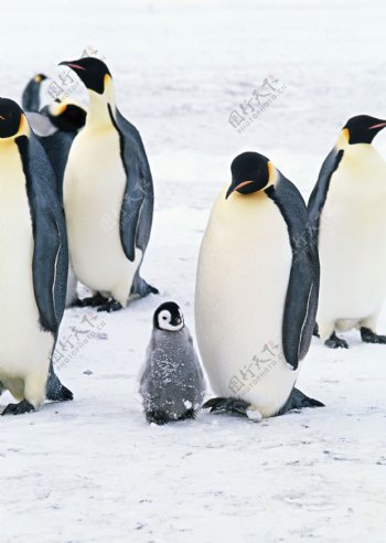 雪地企鹅摄影图片