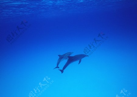 海豚摄影图片