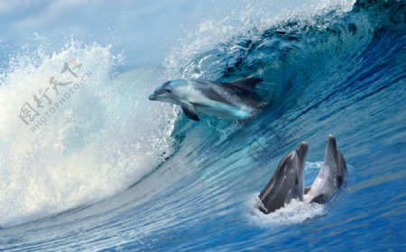 大海中的海豚