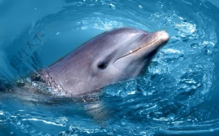 水中的海豚