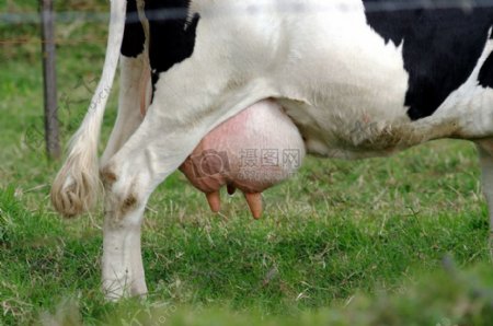 一头肥肥的奶牛