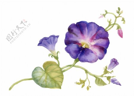 紫色喇叭花植物花朵水彩手绘矢量文件