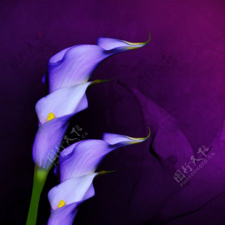 紫色花卉无框画