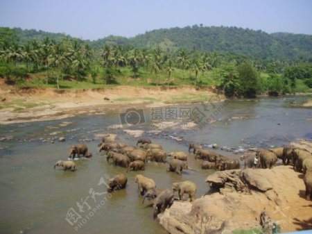 河面上的大象