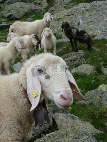 地面上的羊群