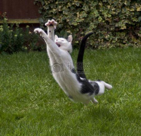 一只飞跃的猫咪