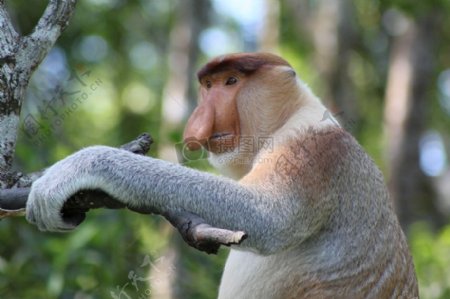 长鼻子的猴子