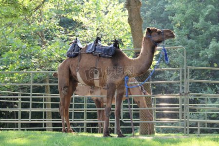 配鞍骑在多伦多动物园的骆驼