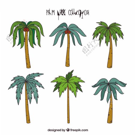 各种手绘棕榈树插图