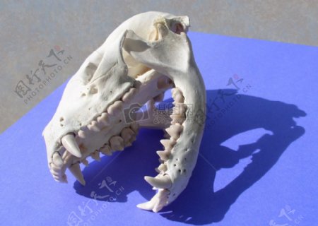 动物头骨1