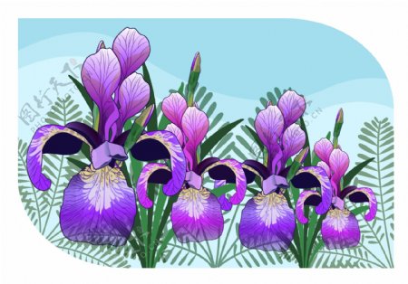 手绘唯美紫色花卉