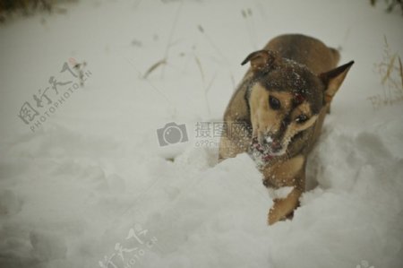 雪小狗