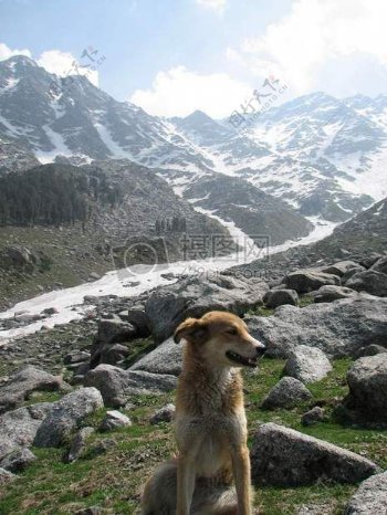 狗在冰川在喜马拉雅山脉印度3
