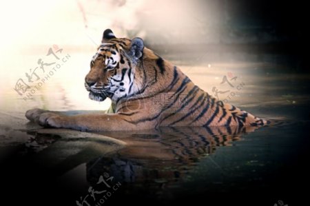 老虎有洗个澡