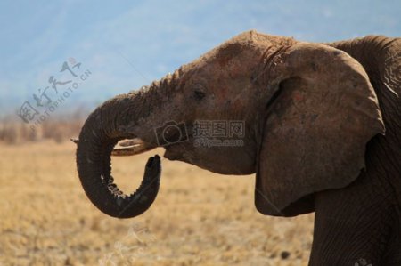 大象吃
