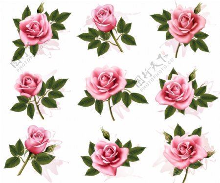 写实的粉色玫瑰花
