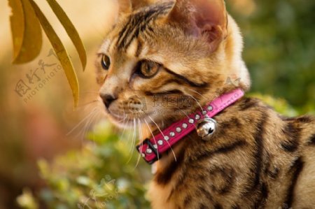 孟加拉小猫用粉红色的衣领