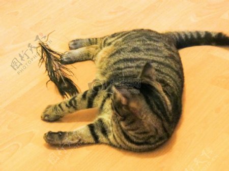 猫玩羽毛