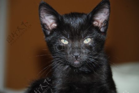 黑猫4