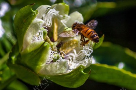 蜂蜜蜂2