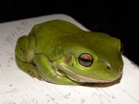 绿色树蛙Litoriacaerulea