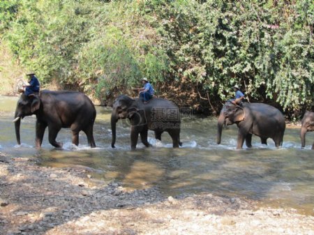 淌过河水的大象
